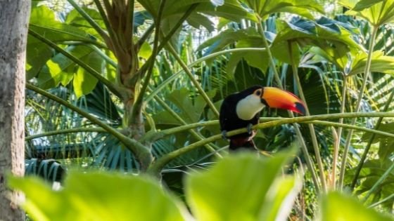 Tucano na floresta em meio a galhos de plantas.