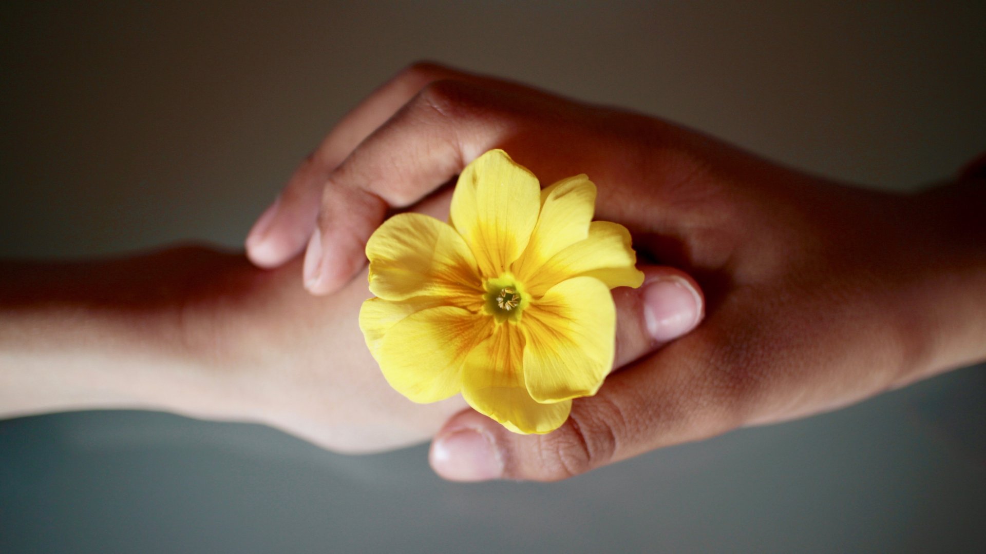 duas mãos unidas segurando uma flor amarela