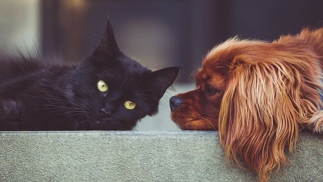 Gato preto e cachorro caramelo