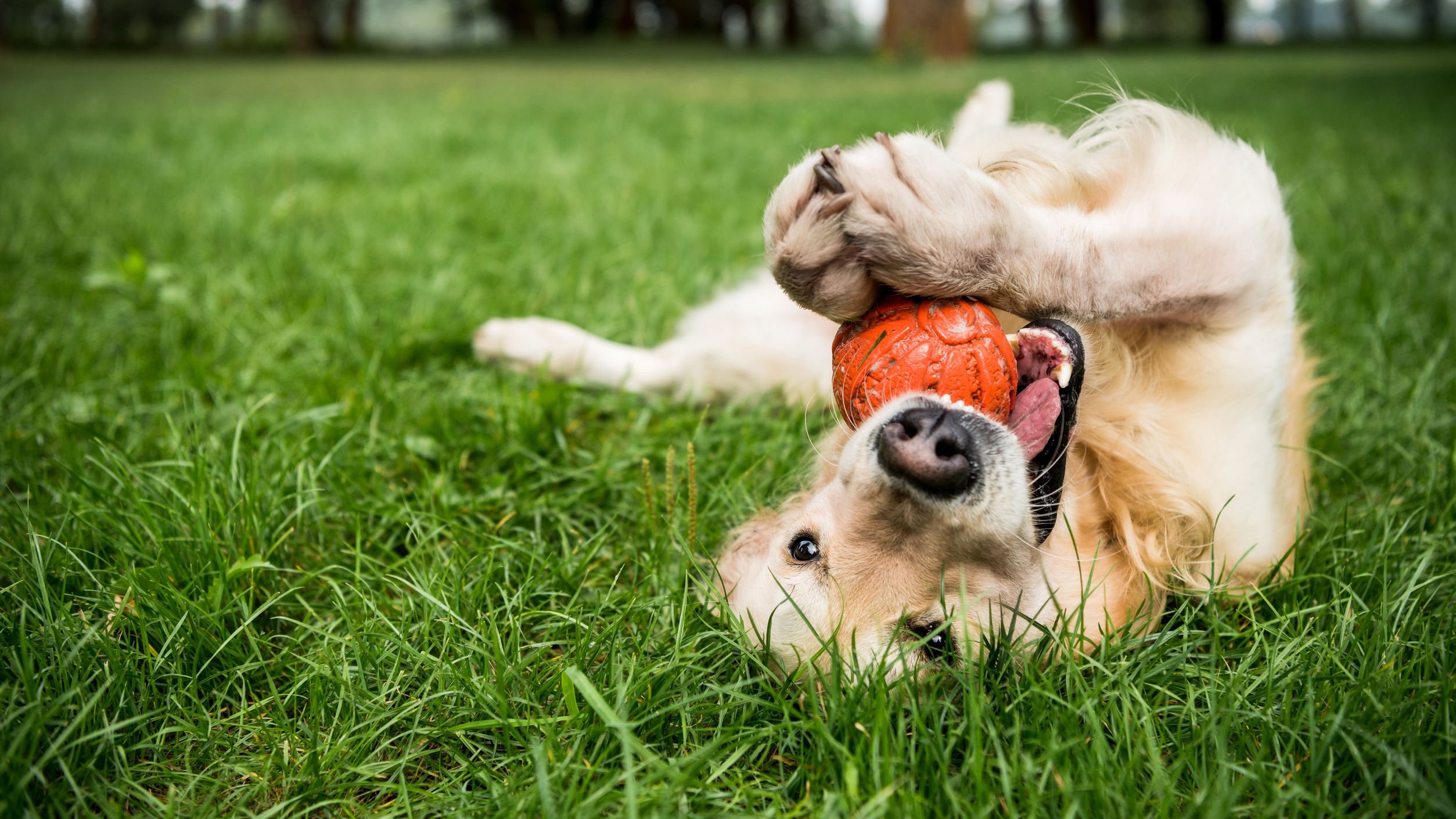 Cachorro golden retriever brincando com bola de borracha em gramado verde