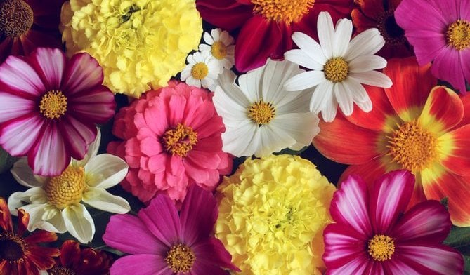 Encante-se com estas belas frases de flores