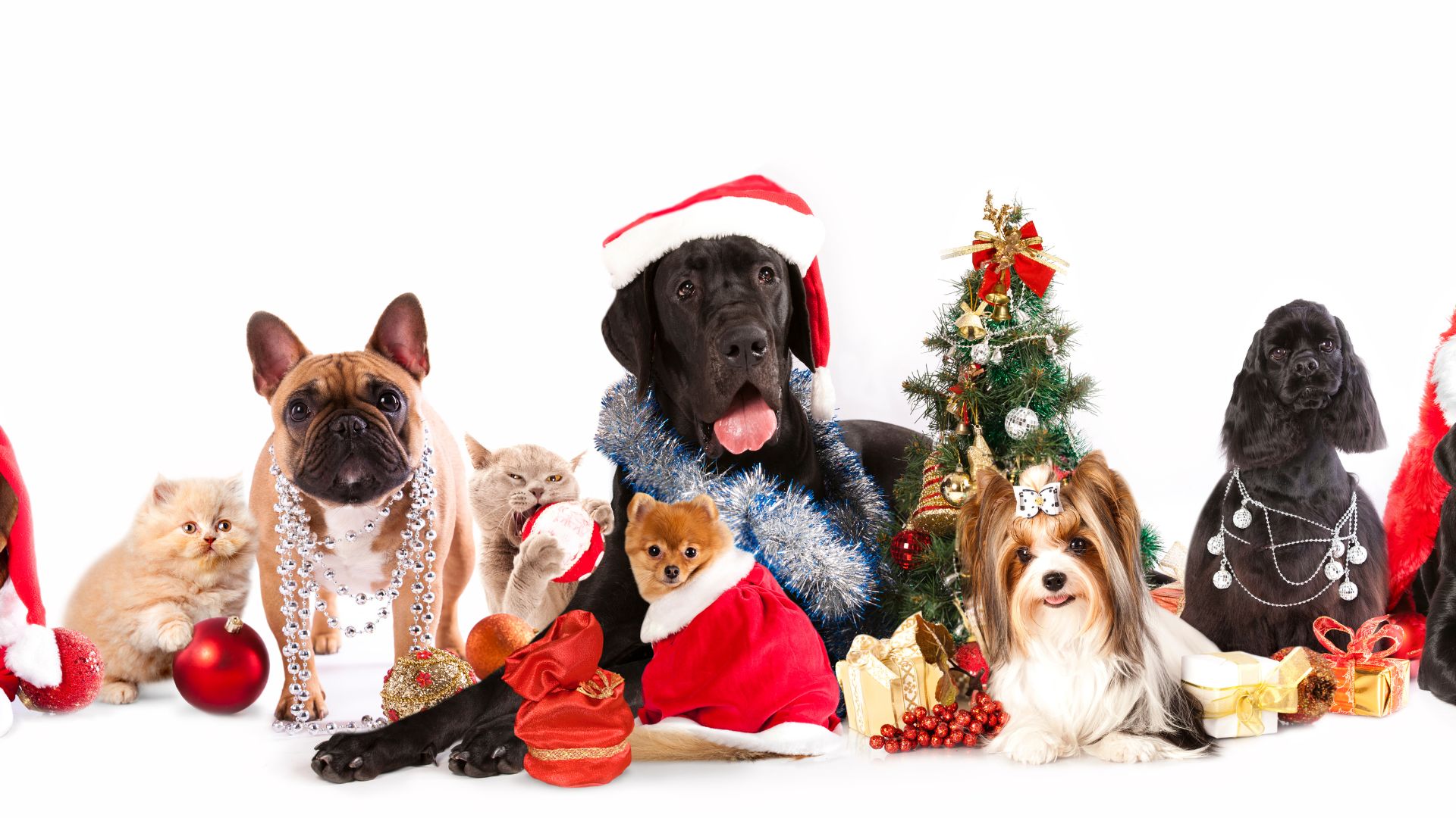 Imagem de fundo branco. Em destaque vários pets (cães e gatos) usando roupas e adereços natalinos. Para completar a imagem, um árvore de natal decorada.