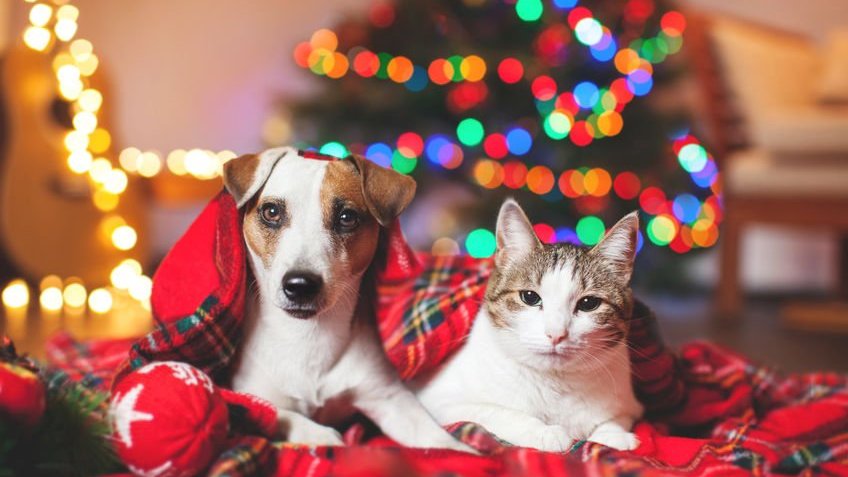 Cachorro e gato deitados sobre manta e árvore de Natal ao fundo
