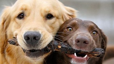 Dois cachorros lado a lado dividindo um brinquedo, com metade dele na boca de cada um.