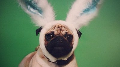 Imagens Engracadas De Pascoa Ria E Compartilhe Imagens Engracadas De Pascoa Ria E Compartilhe