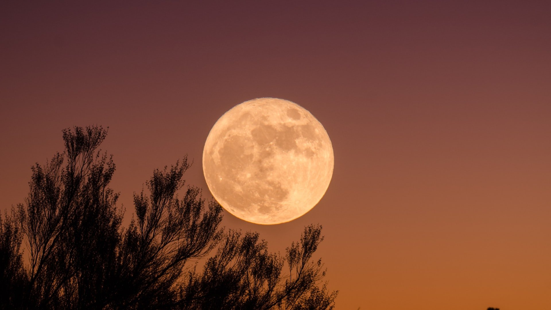 Lua cheia em destaque no céu. Há uma árvore parcialmente mostrada no canto esquerdo da imagem.