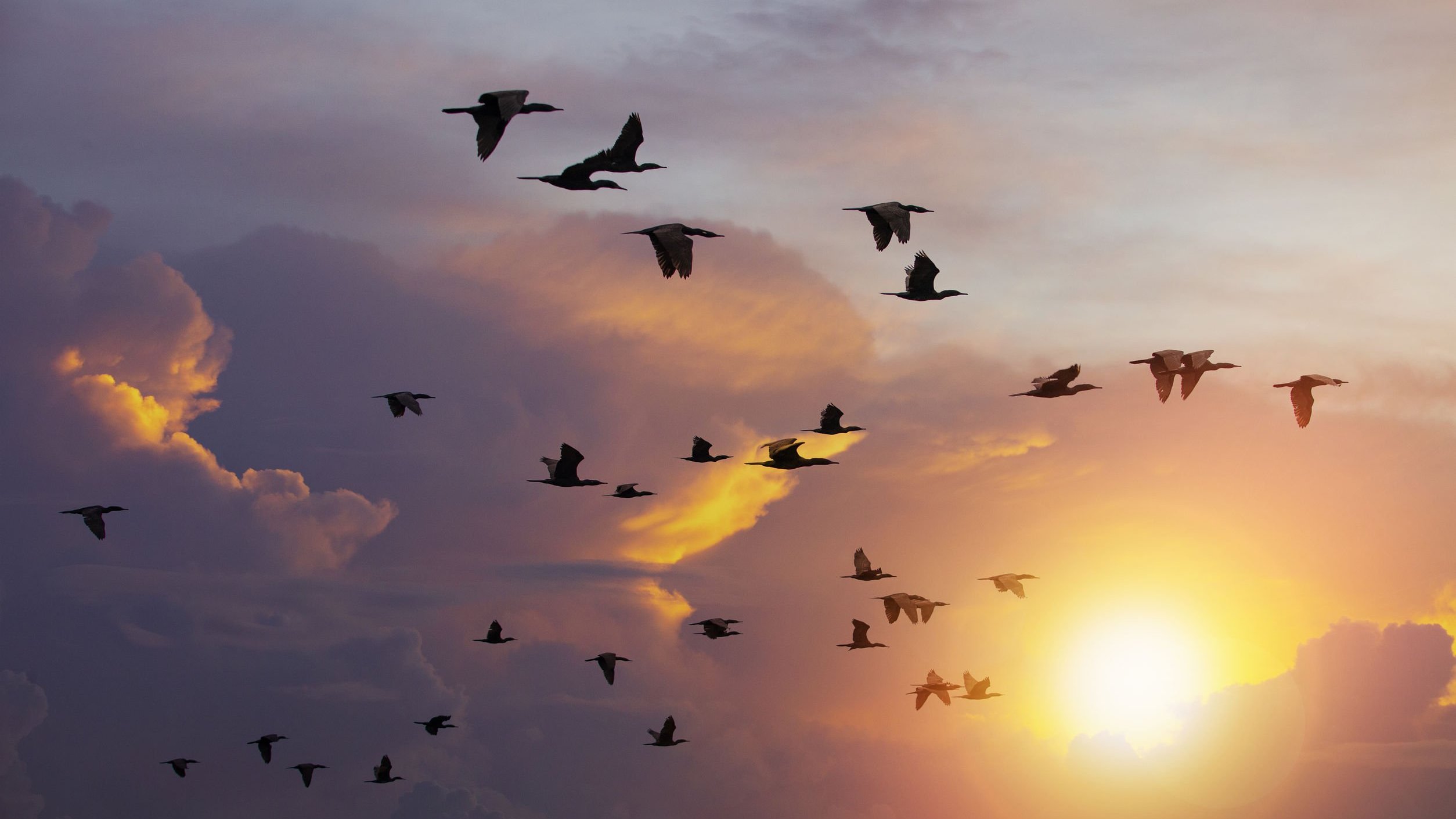 Céu no final de tarde, com o sol se pondo, e pássaros voando juntos entre as nuvens.