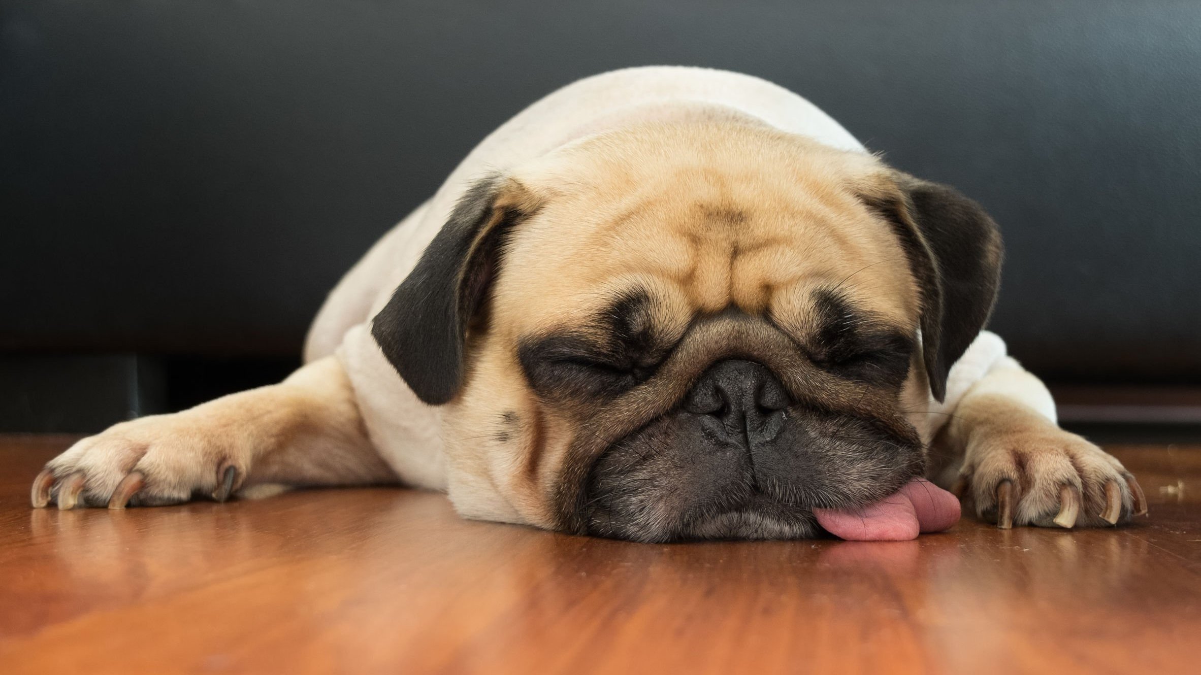 Cachorro dormindo no chão com a linguinha para fora