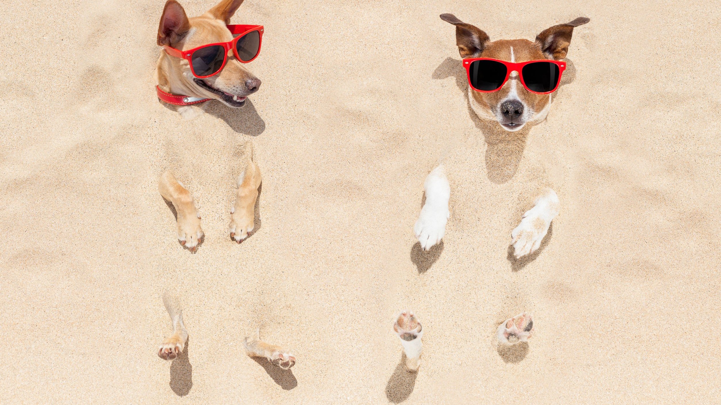123RF/damedeeso Dois cachorros usando óculos de sol enterrados na areia