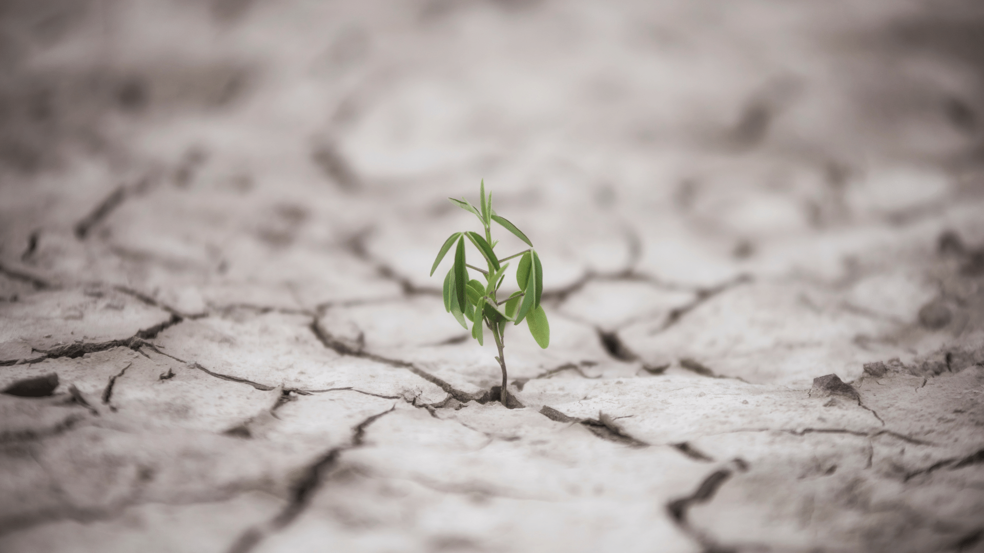 Imagem de um solo seco e uma planta crescendo nele.