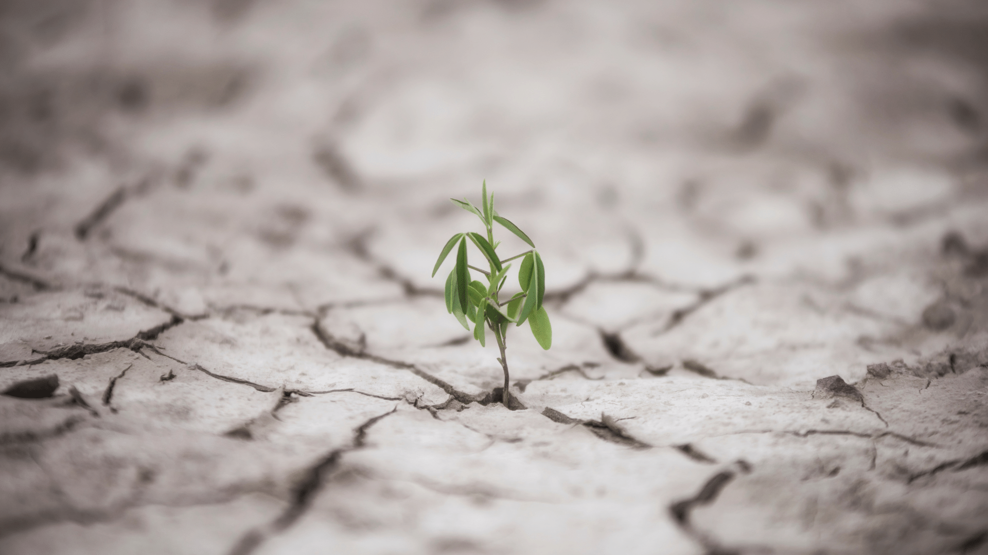 Mensagens Com Amor / Canva / SerenePhotographics de Getty Images Pro Imagem de um solo seco e uma planta crescendo nele.