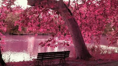 Resultado de imagem para imagens bonitas