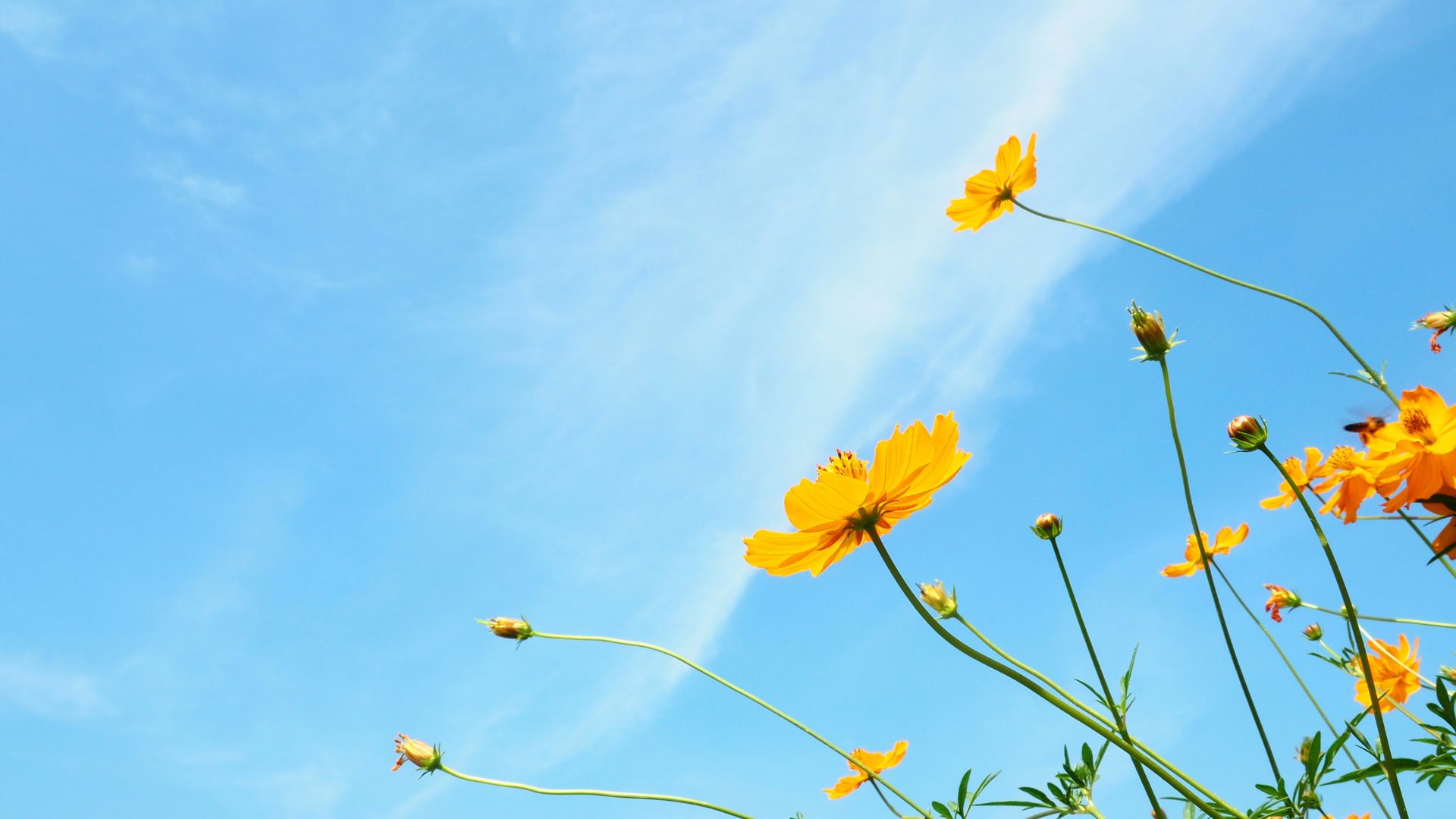 Imagem de um lindo céu azul e em destaque algumas flores amarelas no canto inferior direito da tela.