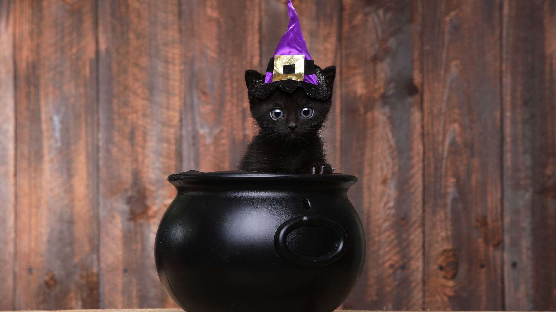 Imagem de fundo amadeirado. Em destaque temos o calderão de uma bruxa e dentro dele um gatinho preto usando um chapéu roxo também de bruxa.