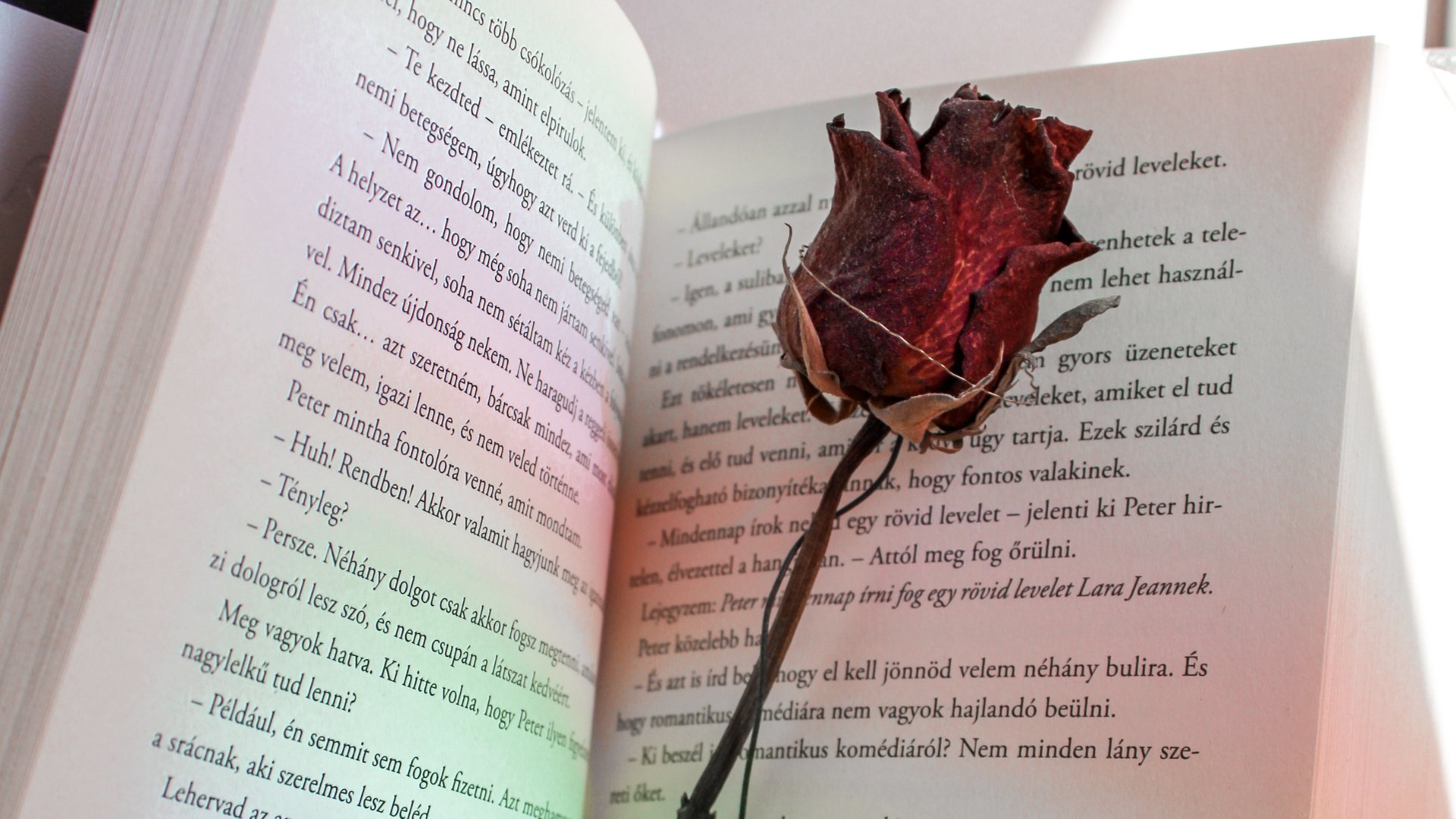 Livro aberto com uma rosa no meio