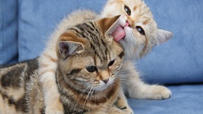 Mensagens Lindas De Carinho Acarinhando Os Nossos Queridos