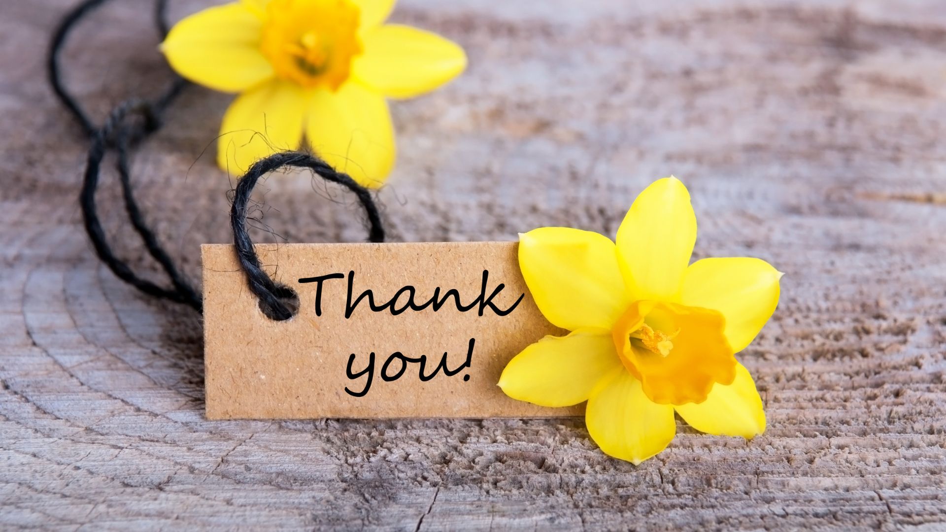 Imagem que traz duas flores amarelhas com uma placa com o dizer obrigado em inglês (thank you!)