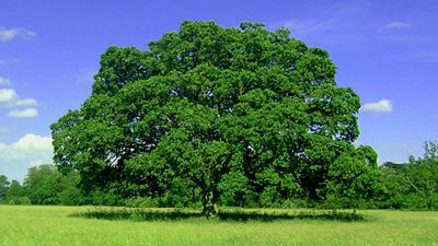 Frases Sobre Dia Da árvore Preservando A Natureza