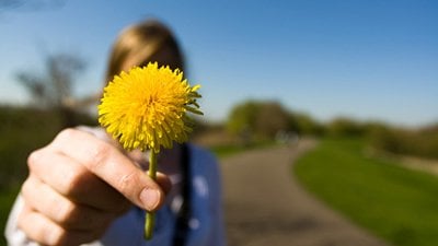 Flor dente-de-leão no foco com mulher atrás segurando