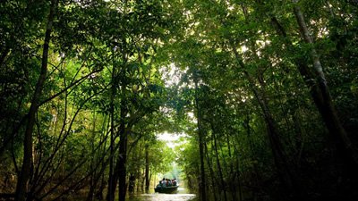 Dia da Amazônia