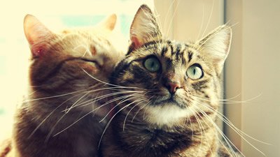 20 coisas sobre gatos