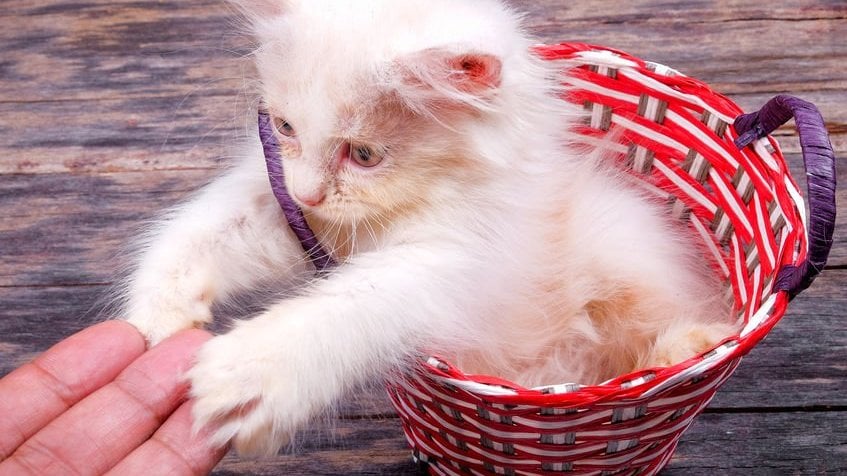 Gatinho brincando com o dedo de um homem no fundo de madeira