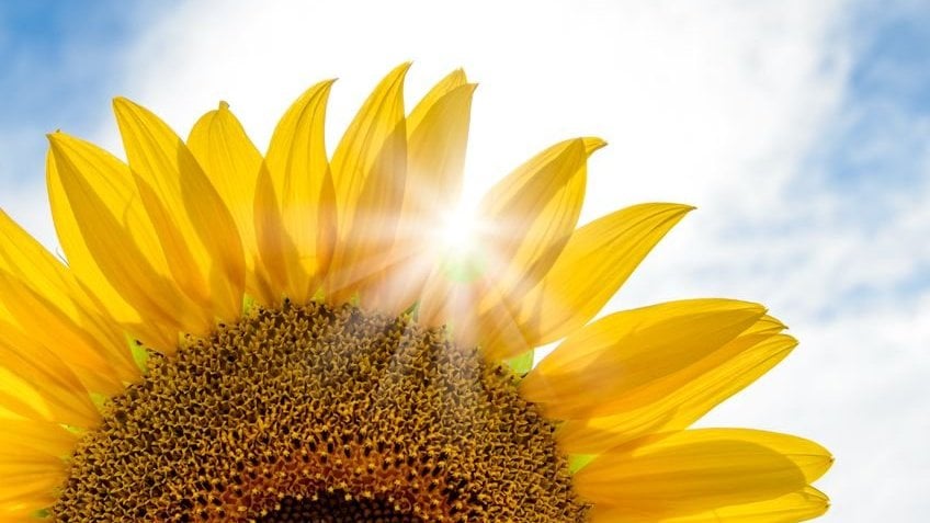 Metade de um girassol em foco com sol refletindo e céu ao fundo