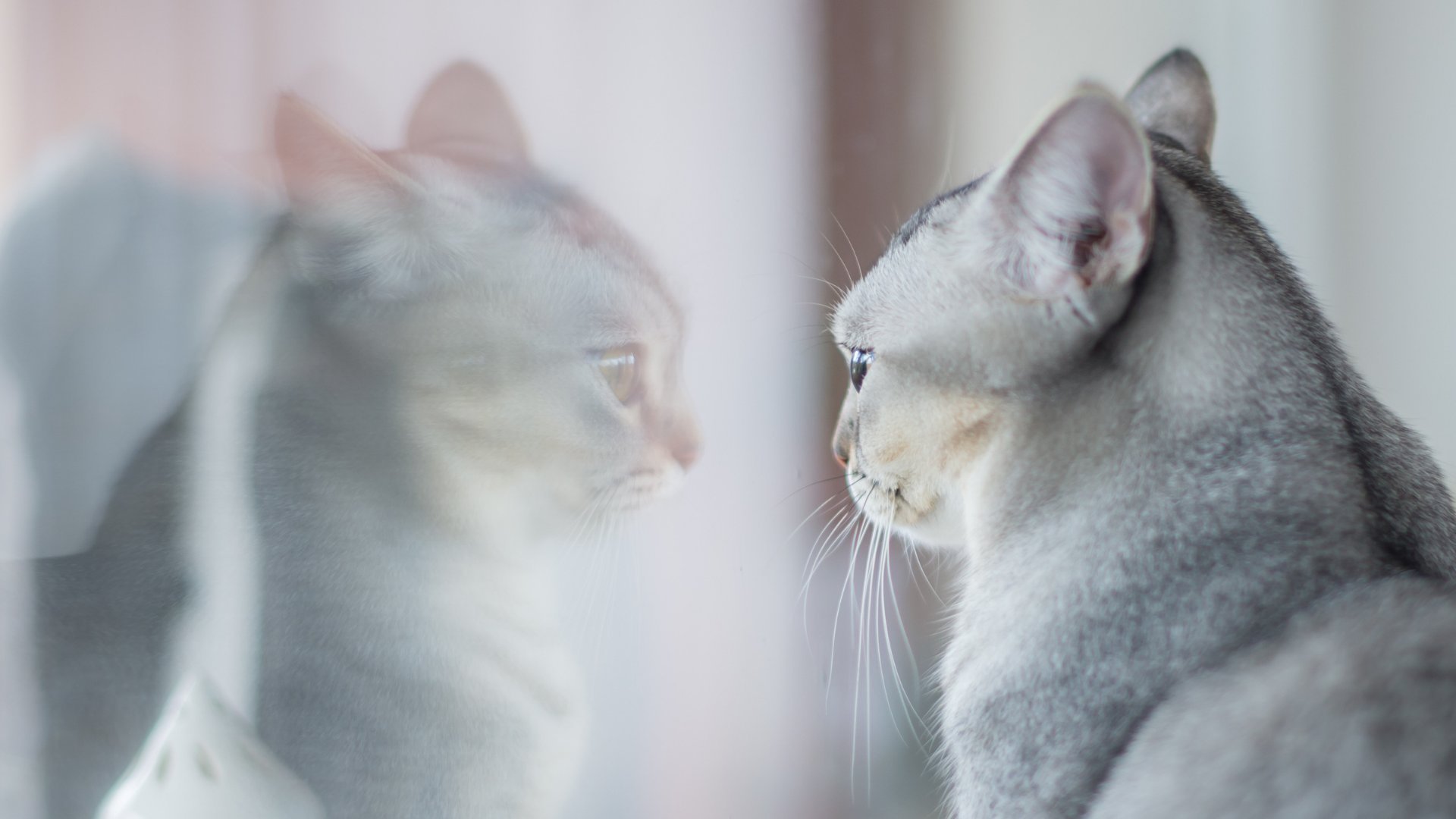 Gato olhando pela janela, que reflete sua imagem