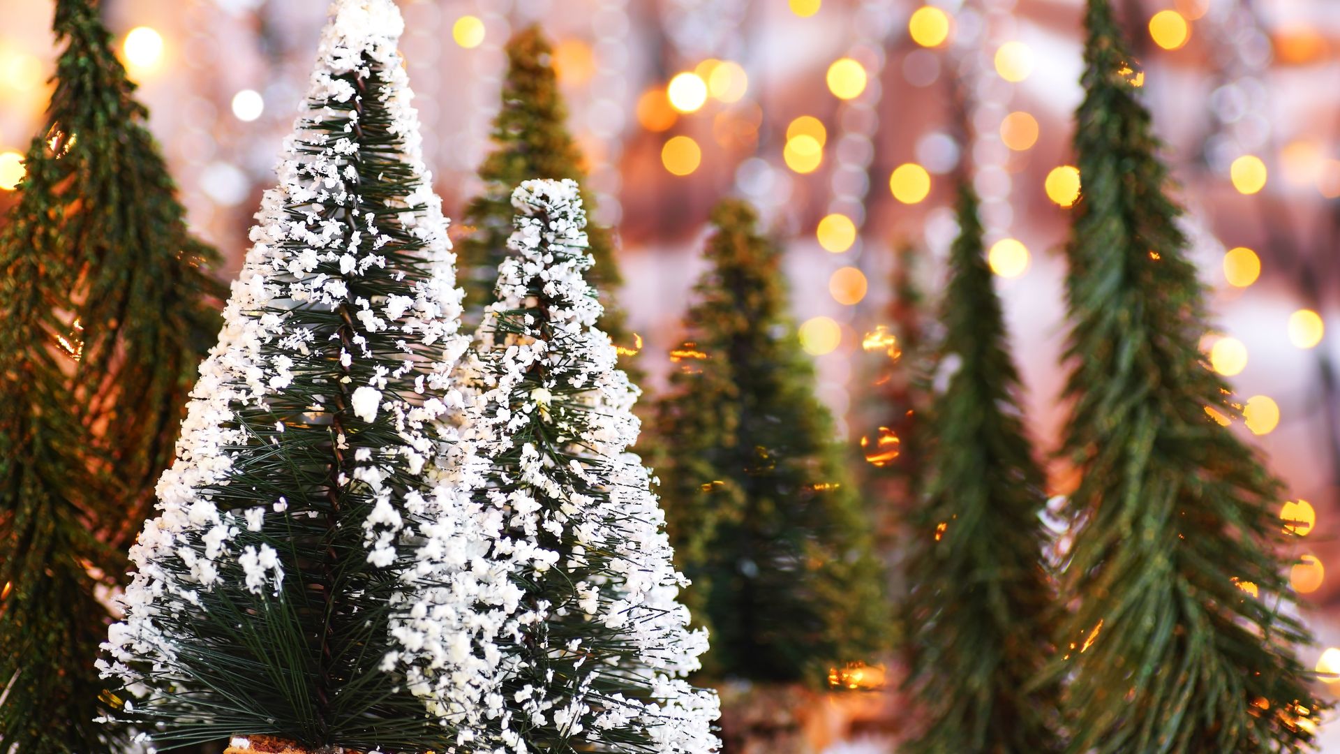 Imagem de vários pinheiros de Natal. Em destaque, temos dois pinheiros cobertos com neve.