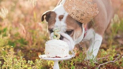 Aniversario Do Seu Cachorro Celebre Este Dia Especial Aniversario Do Seu Cachorro Celebre Este Dia Especial