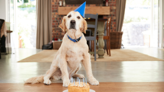 Cachorro com chapéu de aniversário e com um bolo na frente dele