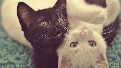 Dicas para adotar um gatinho