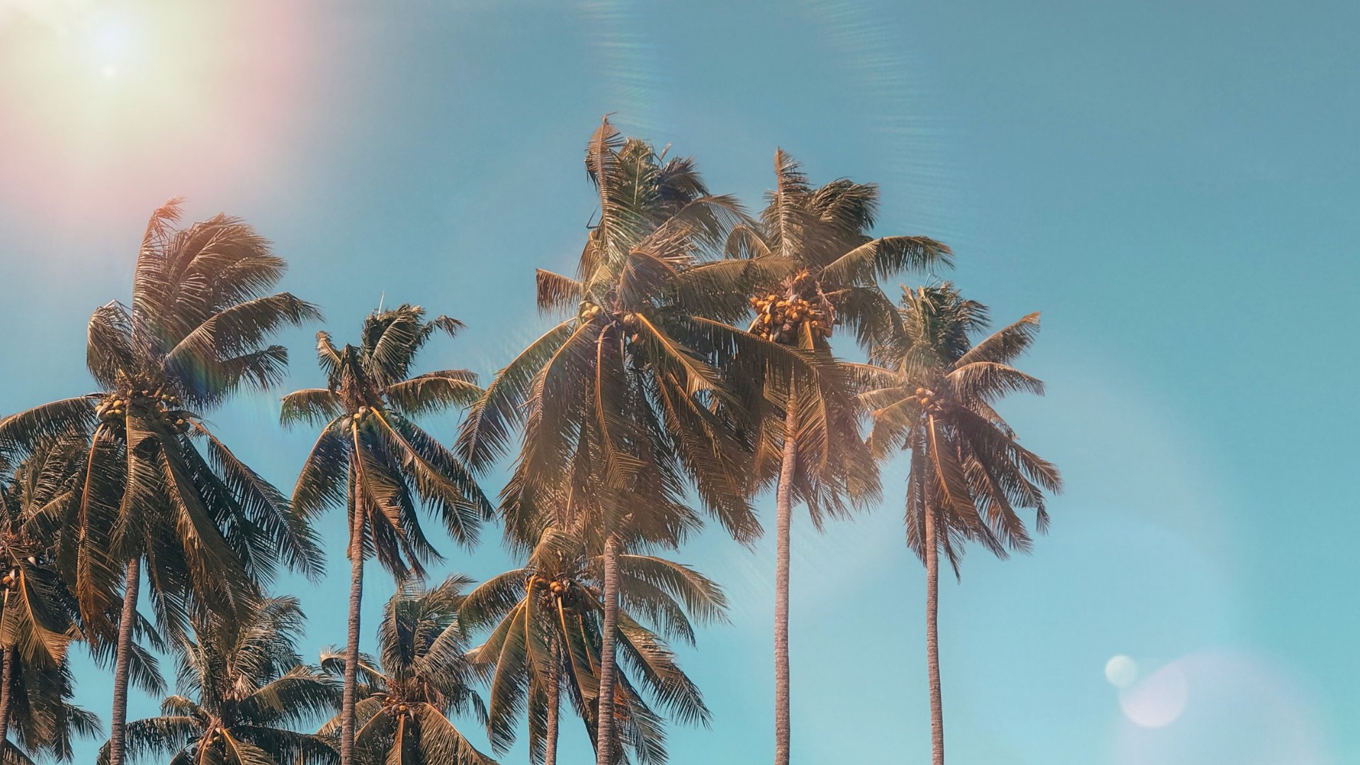 Foto de um céu azul ensolarado com coqueiros