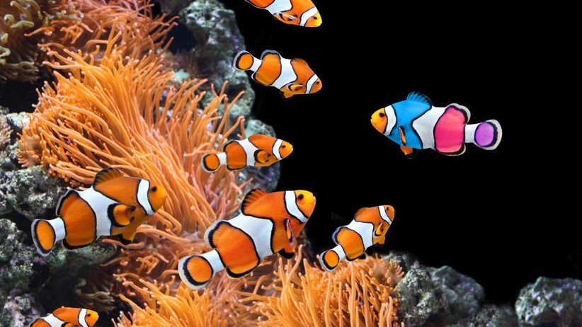 Peixes-palhaço laranja e peixe-palhaço colorido em direção oposta