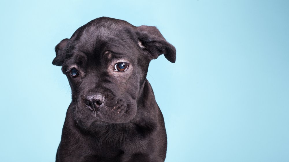 Cachorro olhando com cara de dó