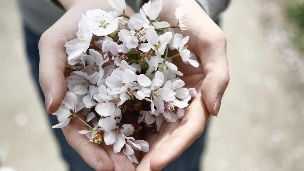 Pessoa oferecendo flores que segura nas palmas das duas mãos.