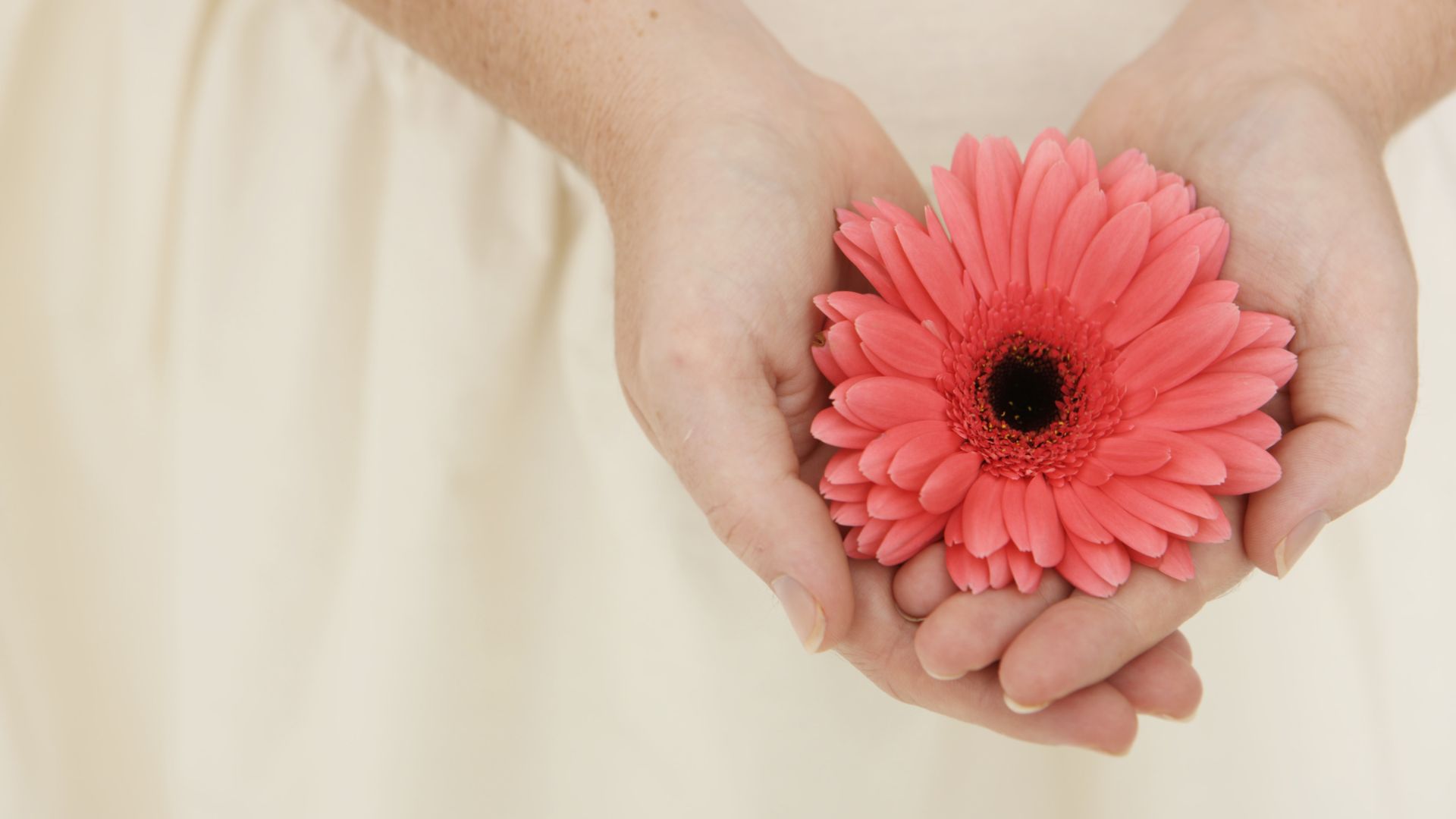 Imagem das mãos de uma mulher segurando uma flor rosada que recebeu.