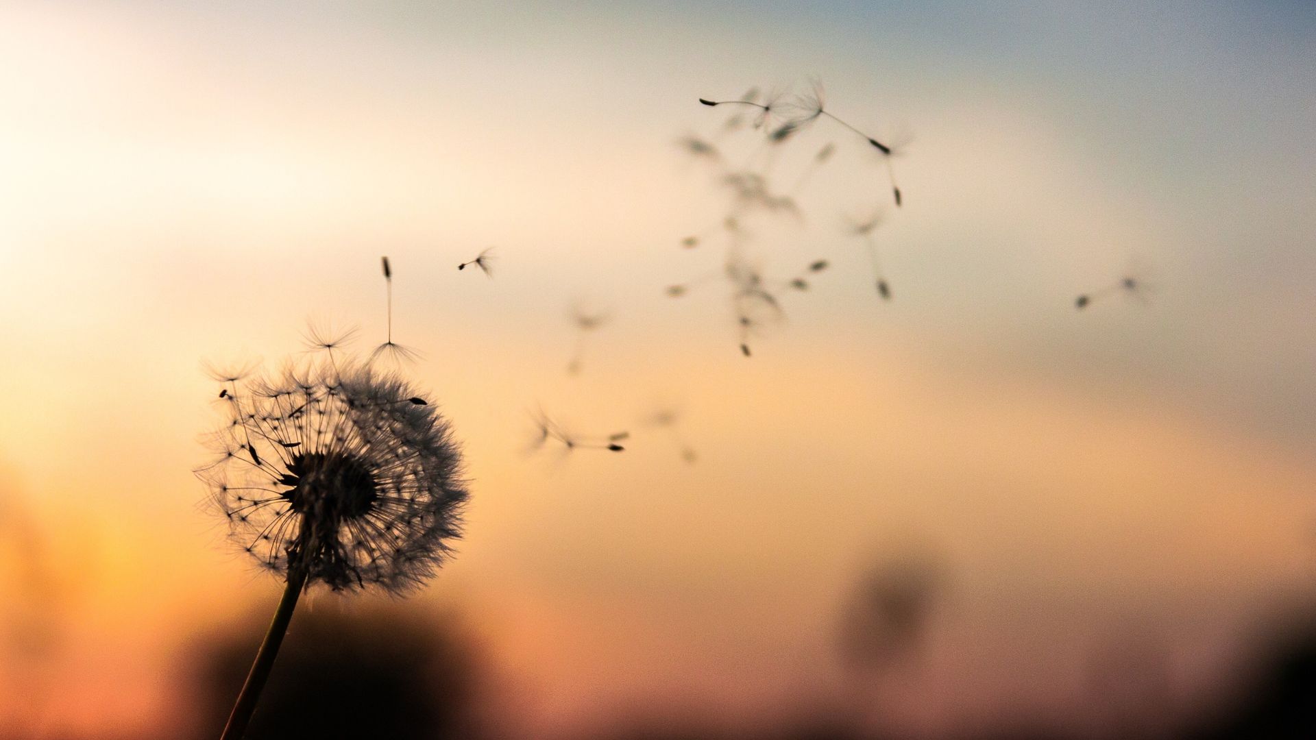 Mensagens Com Amor / Canva / StockSnap de pixabay Imagem de um dente-de-leão se desfazendo ao vento e uma paisagem de céu alaranjado