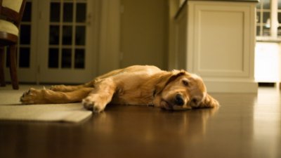 Uma casa, um cachorro e muito amor