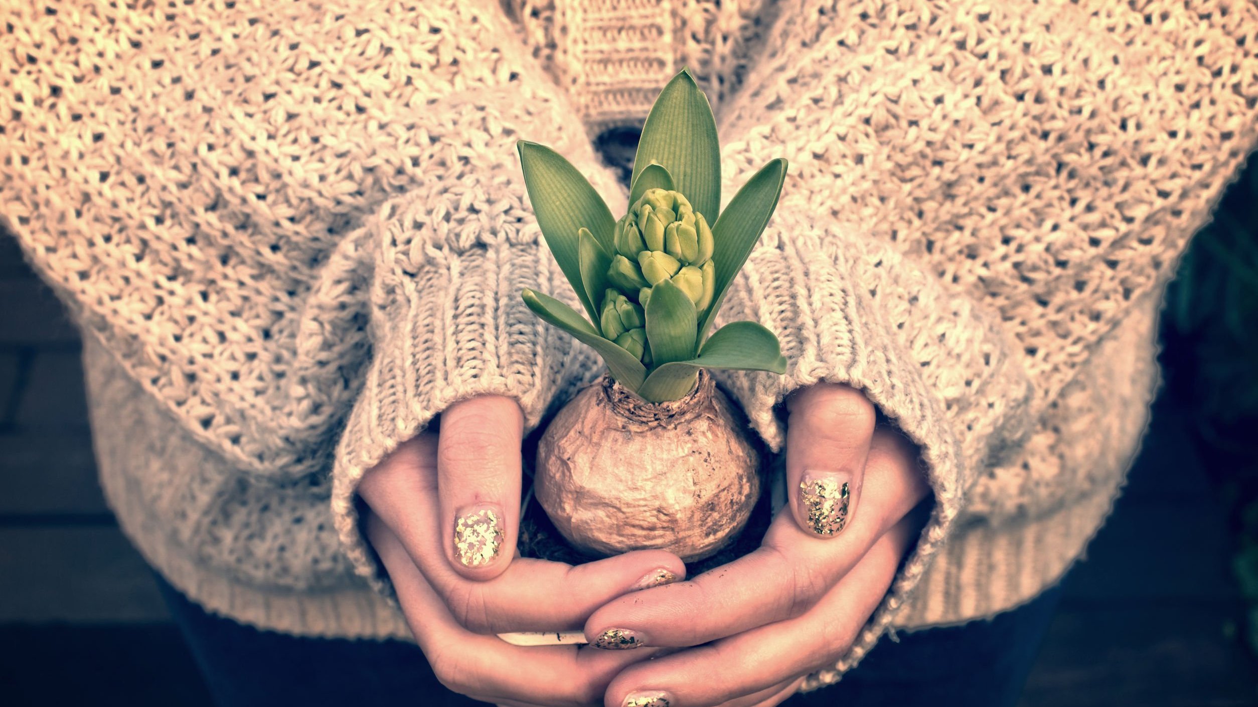 Mãos de mulher jovem segurando um pequeno vaso de planta