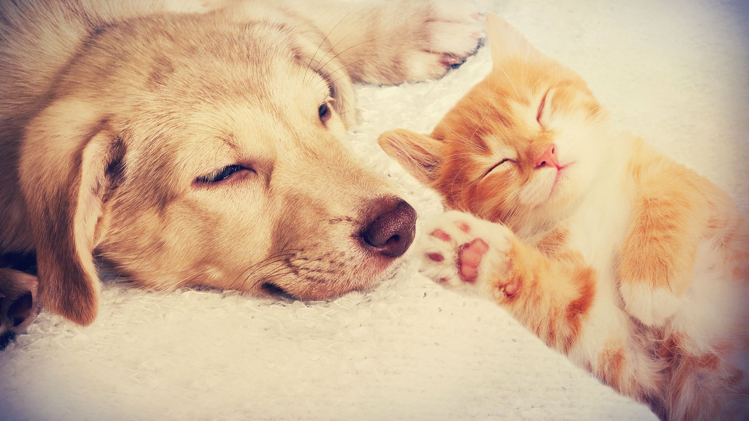 Um cachorro e um gato deitados juntos, dormindo.