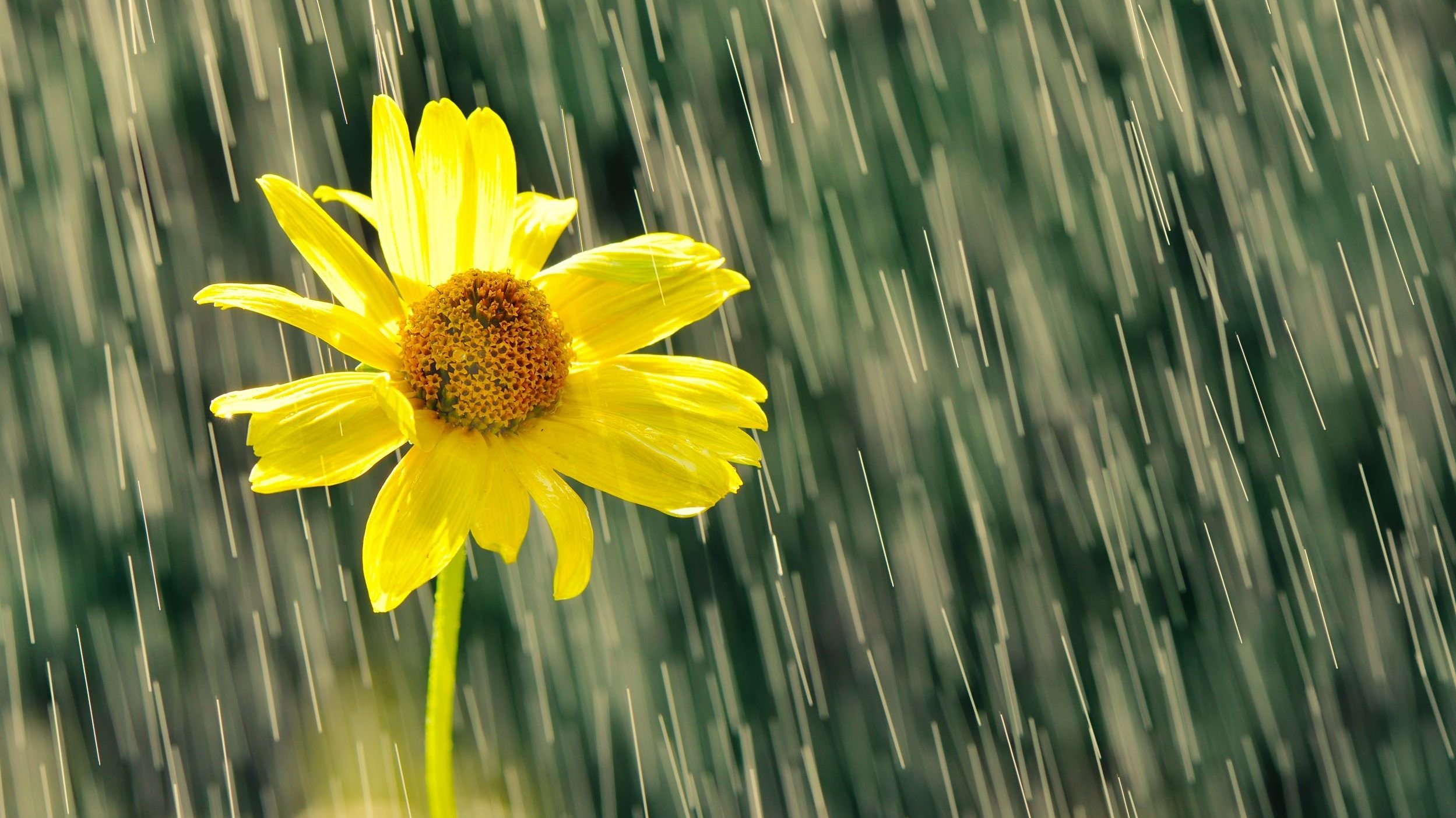 Floresça, mesmo na chuva