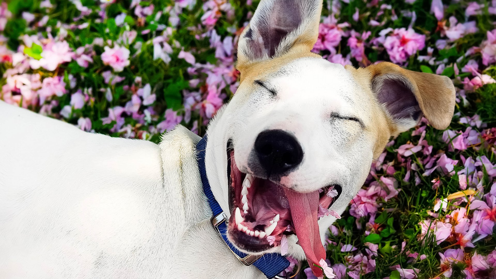 Cachorro sorrindo deitado em um campo de flores lilás