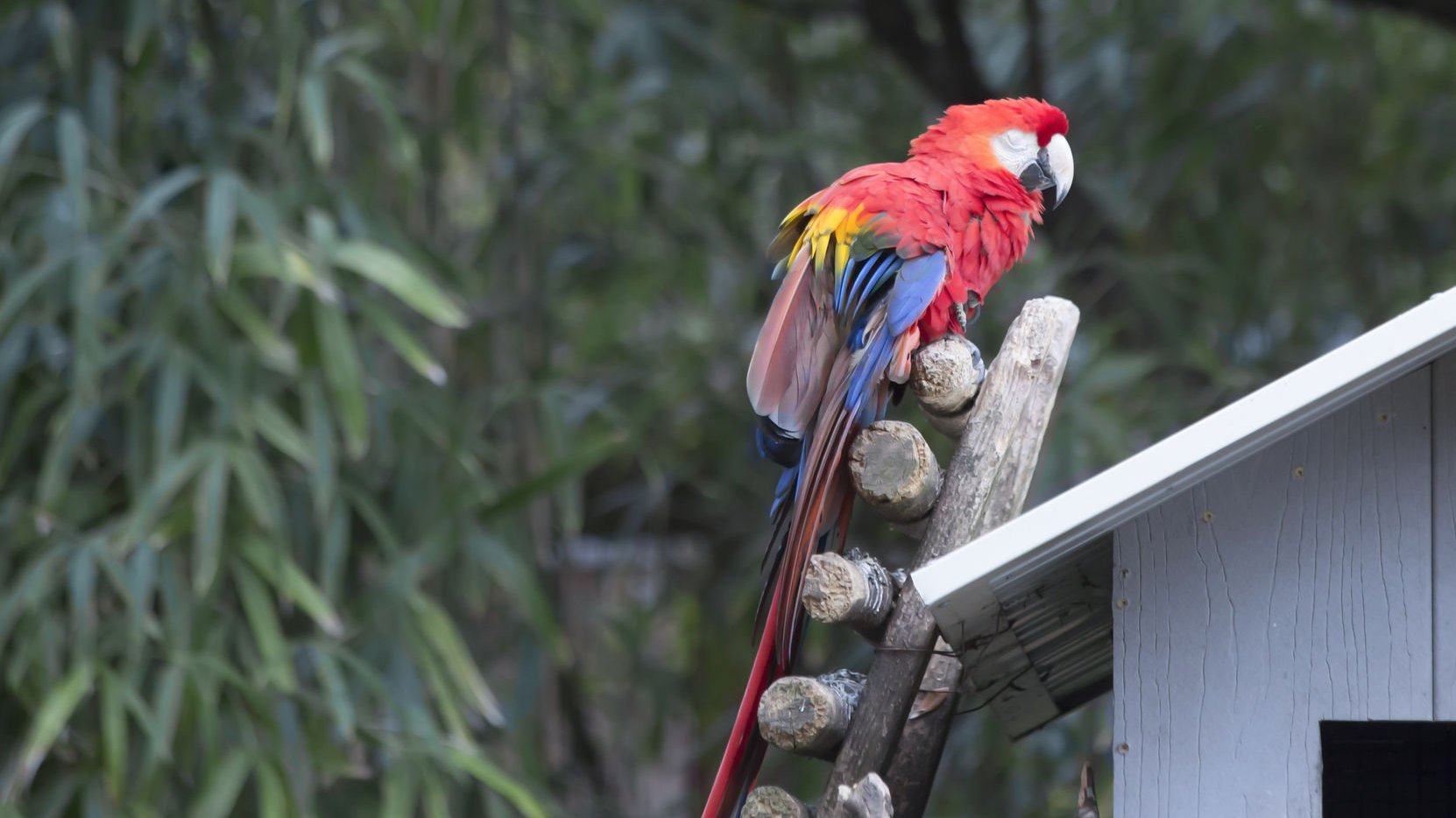 S.O.S AMAZÔNIA