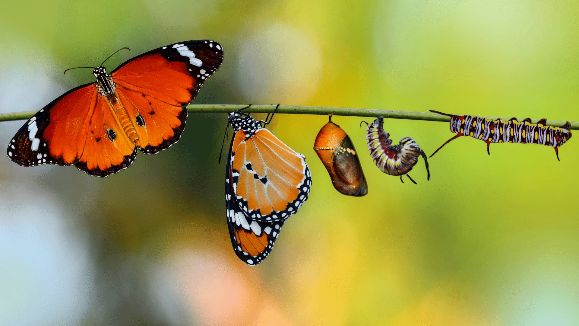 Foto da evolução de uma borboleta laranja e preta