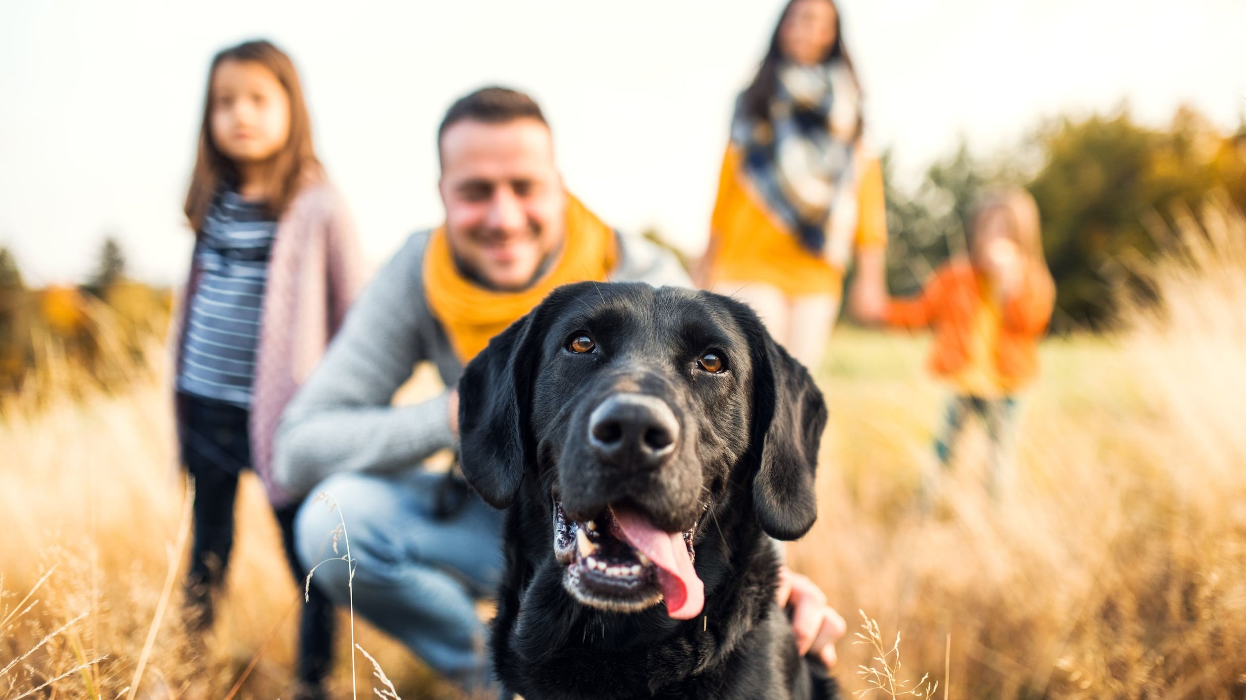 Cachorro preto com família ao fundo num campo.