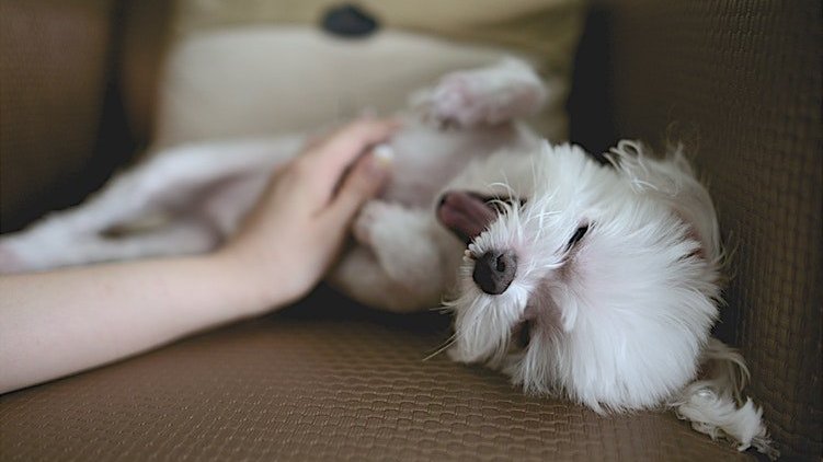 Mensagens para o Dia dos Animais