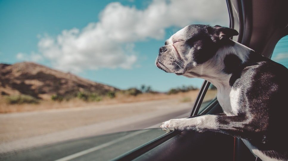 Frases para o Dia dos Animais