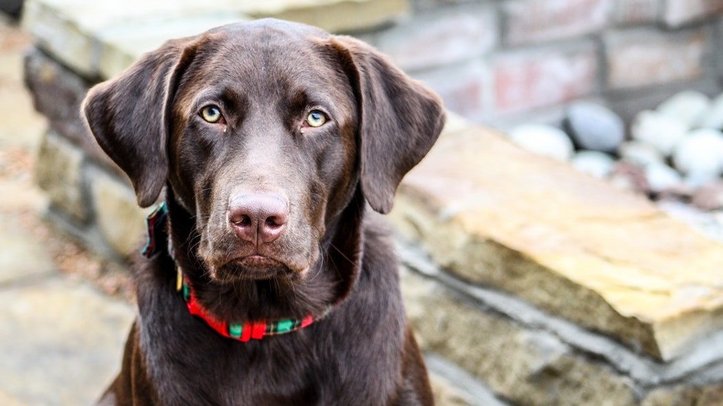 Declarações para o amigo de quatro patas