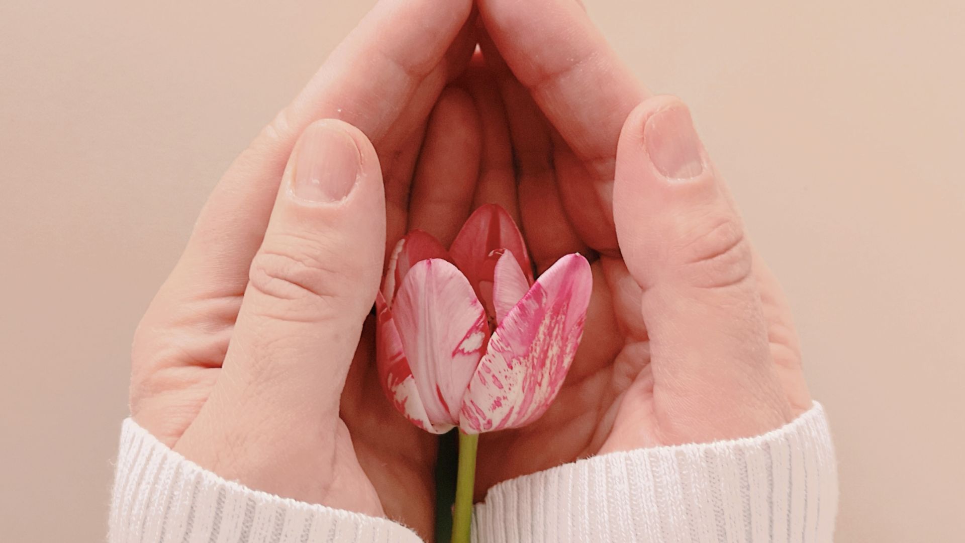 Imagem de um mão feminina segurando uma flor cor de rosa, transmitindo o conceito de apoio e conforto.